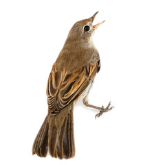 Fototapeta premium Whitethroat (Sylvia communis).