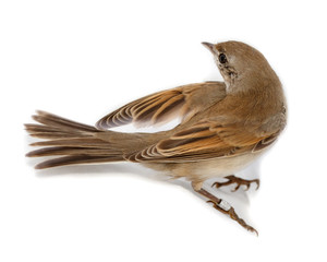Whitethroat (Sylvia communis).