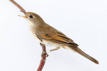 Whitethroat (Sylvia communis).