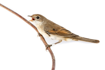 Whitethroat (Sylvia communis).