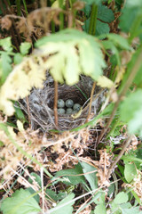Sylvia communis. The nest of the Whitethroat in nature.