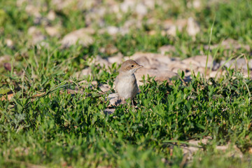  Whitethroat (Sylvia communis).