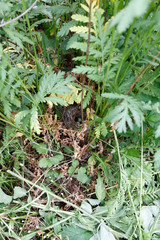 Sylvia communis. The nest of the Whitethroat in nature.