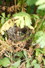 Sylvia communis. The nest of the Whitethroat in nature.