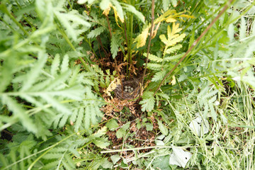 Fototapeta na wymiar Sylvia communis. The nest of the Whitethroat in nature.