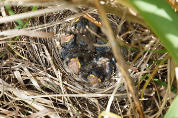 Sylvia communis. The nest of the Whitethroat in nature.