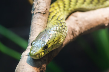 Viper