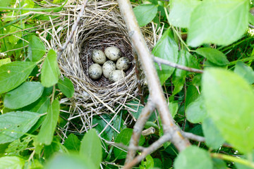 Obraz premium Sylvia communis. The nest of the Whitethroat in nature.