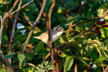  Whitethroat (Sylvia communis).