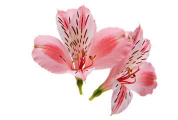 Alstroemeria