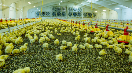 Farm for growing broiler chickens in under 45 days of age © Vadim