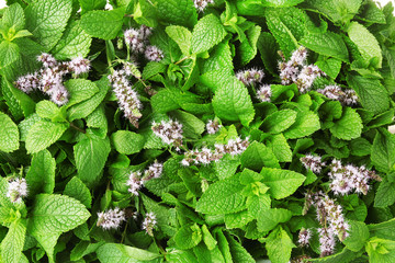 Fresh mint with flowers as background