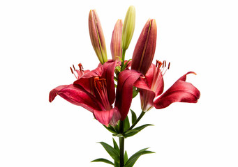 lily flower isolated