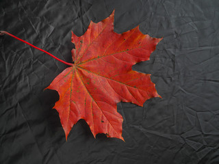 Red maple leaves on a dark background.