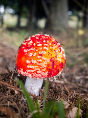 Close-up picture of a Amanita poisonous mushroom in nature, Valsassina, Italy