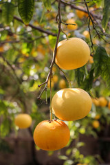 Thee ripe yellow grapefruits on the tree branches in late autumn.