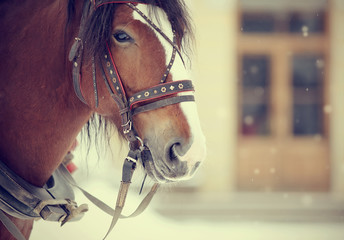 Portrait of a horse in a harness.