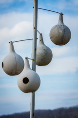 Gourd Birdhouses Hanging on a Pole