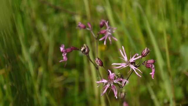 Ragged Robin. Lychnis flos cuculi extreme close up in the field, European plants.