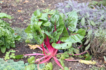 Healthy looking chard plant