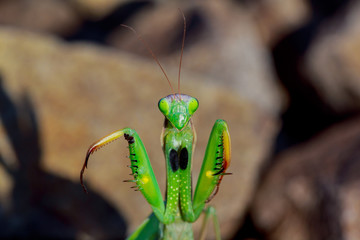 migratory locust head with high depth focus