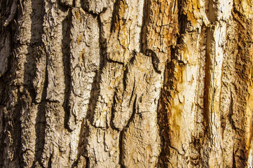 Texture: Tree Bark