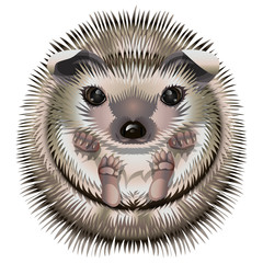cartoon funny hedgehog © Postscript