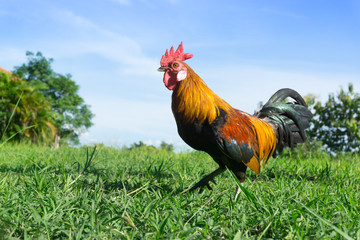 Beautiful Rooster (cock) on nature background, farm animals