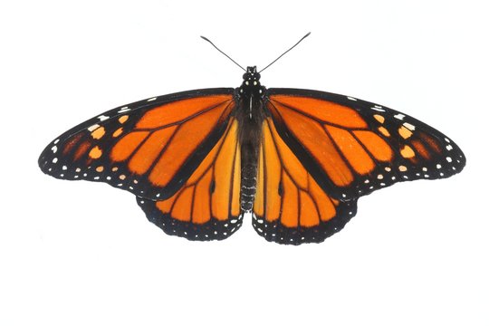 Male Monarch Butterfly (danaus plexippus) on White
