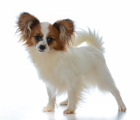 seven week old papillon