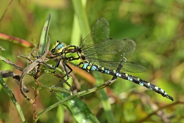 Männliche Blaugrüne Mosaikjungfer (Aeshna cyanea)
