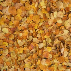 Autumn yellow leaves  