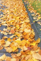 Autumn yellow leaves  