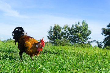 Beautiful Rooster (cock) on nature background, farm animals