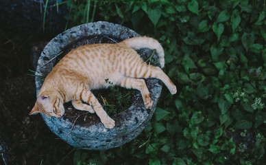 Candid shot of a cat sleeping in the garden plant pot