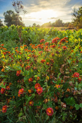 view of the kitchen garden in the village