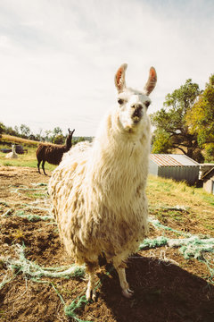 Llamas