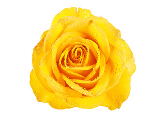 Yellow rose in water drops isolated on white background