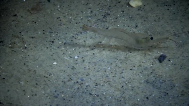 Eyes of Baltic prawn (Palaemon adspersus), Night Shooting, Shrimp Transparent