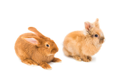 Naklejka premium red rabbit