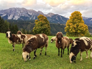 Schafe am Dachstein in der Steiermark