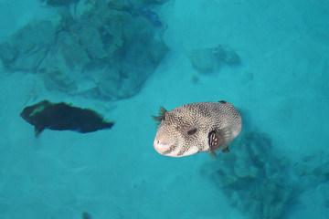 Tetraodontidae Blowfish © Yevhenii