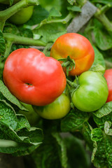 Ripe tomatoes in garden ready to harvest