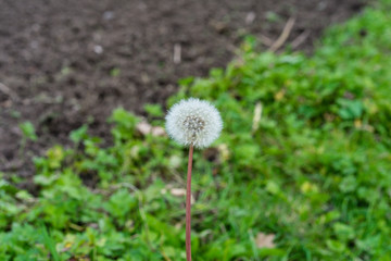 dandelion Taraxacum sect. Ruderalia Cichorieae flower in garden in front of meadow and earth