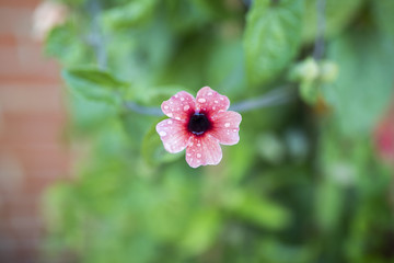 Thunbergia - common Black-eyed Susan with rain drops on it’s pets against a green background