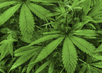 Marijuana Plants Detail