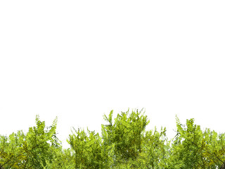 Blank Background with Tree Borders