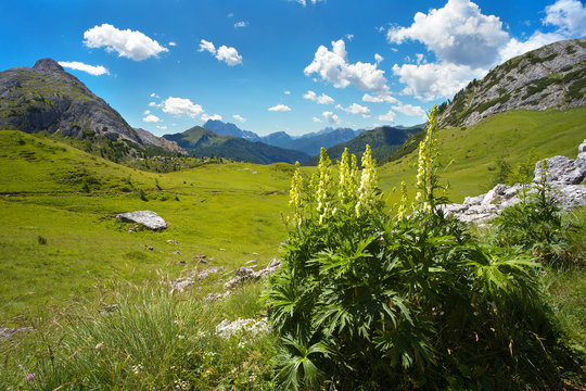 Landscape in Dolomites with a cluster of foxglove on the foreground, Italy