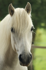 Obraz na płótnie Canvas Pony, Portrait