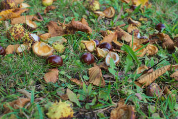 schöne Kastanien auf einer Wiese